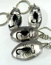 FREE SHIPPING 12 Piece fashion oval style lucid real black scorpion keychain 2024 - buy cheap