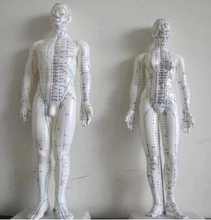 Modelo meridian, ponto de acupuntura humana, modelo corporal humano de 50cm, masculino ou feminino, frete grátis 2024 - compre barato