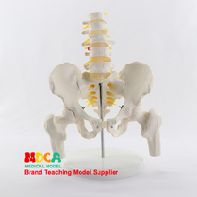 Cinturón pélvico de vértebras lumbares simuladas, modelo de cinco vértebras lumbares con femur, columna vertebral, pelvis médica, enseñanza médica MGP007 2024 - compra barato