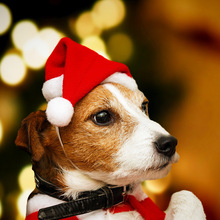 Christmas pet products dog hat winter hats for dogs costume accessories New years Cap Christmas Party Santa Hats 2024 - buy cheap