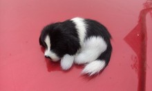 small cute simulation dog toy lifelike mini sleeping dog ,home decoration about 10x7.5x4.5cm 2024 - buy cheap