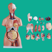 85CM Tri-sex Torso with Internal Organs 21 Parts, Human Tri-sex Torso model 2024 - buy cheap