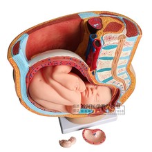 Female sagittal anatomical model (4 parts) pelvic pregnancy nine months baby model 2024 - buy cheap