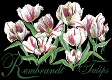 Conjunto de flores y Paquete de punto de cruz de tulipán blanco, conjunto de flores, aida, 18ct, 14ct, 11ct, tela negra, bordado artesanal, costura 2024 - compra barato