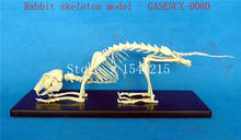 Animal skeleton model Animal Anatomy Model Veterinary specimens Skeleton model Animal bones Rabbit skeleton model - GASENCX-0080 2024 - buy cheap