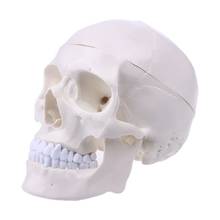 Human Anatomical Anatomy Head Skeleton Skull Teaching Model School Supplies Study Tool 2024 - buy cheap