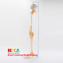 Ligamentos osso e ligamentos, tibia, fibula e femur, esqueleto humano, ensino de medicina mjg007 2024 - compre barato