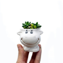 Nordic Style Mini Cartoon Cow White Ceramic Flower Pot Creative Flower Garden Balcony Garden Potted Succulent Desktop Flower Pot 2024 - buy cheap