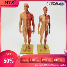 Mts 30cm masculino e feminino músculo humano modelo anatômico esqueleto carne anatomia cg osso anatômico modelo 2024 - compre barato