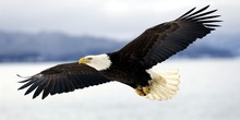 Bald Eagle Personalizado Toalha de Praia de Microfibra toalha Acessórios Do Banheiro Criativo Presente Ginásio Esporte Secagem Toalha De Banho 70x140 cm 2024 - compre barato