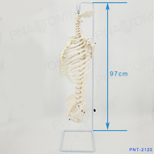 Esqueleto da coluna vertebral, esqueleto de coluna humana 1:1, modelo de pelve para coluna cervical 2024 - compre barato