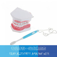 Instrumento de laboratório dental para cuidados com os dentes, crianças, ensino dental, modelo de estudo, escovação, modelo com escovação dental 2024 - compre barato