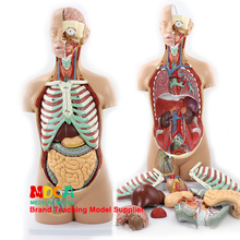 Desmontagem de 85 cm de 17 partes do porta-malas humano assuável visceral modelo anatômico mqg201 para ensino de fígado, intestino e estômago 2024 - compre barato