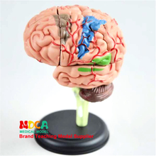 Juguetes Educativos de órganos humanos, modelo de ensamblaje del cerebro 4D, enseñanza médica, MDN001 2024 - compra barato