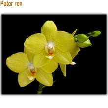 Yellow butterfly orchid Diamond embroidery Full coverage square diamond mosaic Diy Diamond painting cross stitch Arts and crafts 2024 - buy cheap