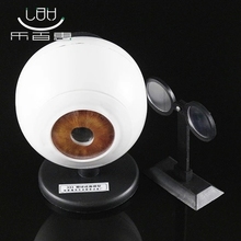 Eye model Eye imaging model assembly Myopia formation teaching apparatus free shipping 2024 - buy cheap