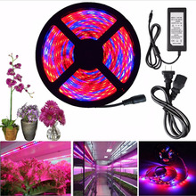 5m Hydroponice led grow light full spectrum + DC12V power adapter for Indoor Plant Seedling Grow and Flower Plants Vegetables 2024 - buy cheap