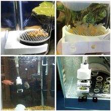 Aquarium Cichlids Tumbler Incubator Fish Hatchery Eggs Instead Mouth-Brooding 2024 - buy cheap