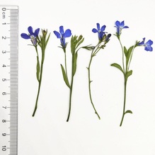 120pcs Pressed Dried Flower Lobelia erinus Stem Leave Filler For Epoxy Resin Jewelry Making Postcard Frame Phone Case Craft DIY 2024 - buy cheap