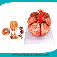 Advanced 9-part Brain Model with Artery, Anatomical Brain Model,3D Human Brain Model for School Teaching 2024 - buy cheap