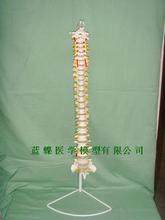 Modelo de columna vertebral de PVC, modelo de medición de 80cm, 1:1, sin pelvis 2024 - compra barato