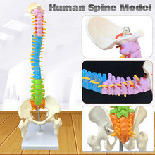 45CM with Pelvic Human Anatomical Anatomy Spine Medical spinal column model Teaching Resources for medical students 2024 - buy cheap