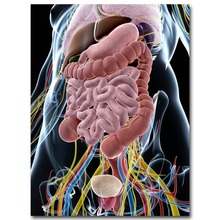 Human Anatomy System Body Organs Medical-Silk Art Poster Wall Sticker Decoration Gift 2024 - buy cheap