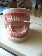 Modelo de dientes Dental modelo de enseñanza dental 2024 - compra barato