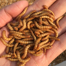 Сушеные Mealworms для аквариума, кормушка для рыб, рептилия, хомяк черепаха, дикая птица, корм для домашних животных 2024 - купить недорого