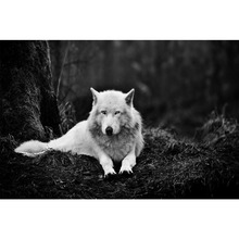 Living Room Decor White Wolf Wolves Poster 20x30cm 27x40cm 30x40cm Canvas Silk poster 2024 - buy cheap