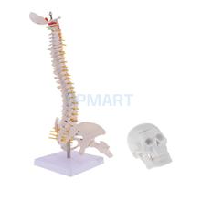 45cm Tall Human Spine with Pelvis Femur Anatomy Medical Model & Mini 6cm Head Skull Model Skeleton Collectibles 2024 - buy cheap