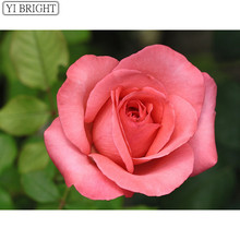 5D полноразмерная Алмазная картина «сделай сам», вышивка крестиком, розовая роза, 3D Алмазная вышивка стразы, мозаика, украшение для дома 2024 - купить недорого