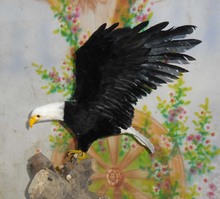 Asas de águia de simulação, boneco de polietileno & furs eagle presente de cerca de 45cm 2228 2024 - compre barato