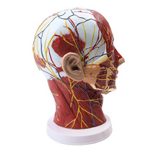 Head Neck Superficial Nerve Vascular Muscle Model  School Teaching model supply 2024 - buy cheap