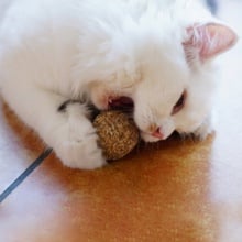 Pet Cat Mint Ball Catnip Ball Playing Toy kitten toy Cat Toy Natural Catnip Ball Hot 2024 - buy cheap