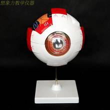 6X enlarge Eye anatomical model large eyeball structure model teaching medical demonstration model 2024 - buy cheap