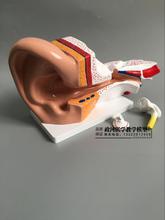 Modelo de anatomia da orelha, labirinto interno, nasoparingeia, sistema auditivo humano, modelo de ensino 2024 - compre barato