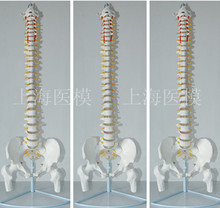 85cm Human spine model 1: 1 human spine with spinal intervertebral disc skeleton 2024 - buy cheap