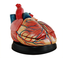 Анатомическая модель большого сердца человека анатомическая модель медицинского обучения в специальном образовании, 5 раз большая 2024 - купить недорого