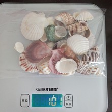 100g Natural conch shells Aquarium decoration Home Decor Natural Sea Beach Shell Conch Seashells For DIY Crafts or party decor 2024 - buy cheap