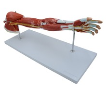 Free shipping&Upper limb muscle model, vascular nerve, arm, human hand model, anatomical movement model,Medical teaching model 2024 - buy cheap