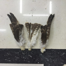Free shipping beautiful 50pcs 20-35cm Long rare pheasant feathers DIY Pheasant Eagle feathers 2024 - buy cheap