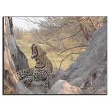 Modern Wall Paintings Animal Picture The yawning Leopard Canvas Print Canvas Wall Art Picture Top Home Decoration 2024 - buy cheap