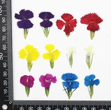 120pcs Pressed Dried Dianthus chinensis L. Flower Plants Herbarium For Jewelry Making Postcard Frame Phone Case Craft DIY 2024 - buy cheap