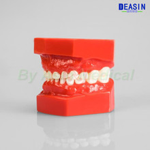 new Child tooth model deciduous tooth model dental model dental pediatric teaching model 2024 - buy cheap