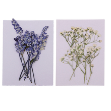 MagiDeal 20x Pressed Dried Flowers Real Babysbreath Sage DIY Scrapbooking Arts Crafts Fake Flowers for gift packaging DIY Craft 2024 - buy cheap