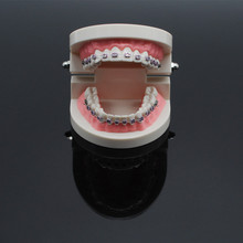 Dentistry Lab Teach Study Standard Typodont Demonstration Teeth Model With Bracket 2024 - buy cheap