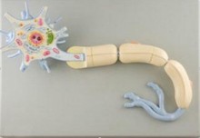 Neuron medical teaching model - 2 Parts High quality NE 2024 - buy cheap