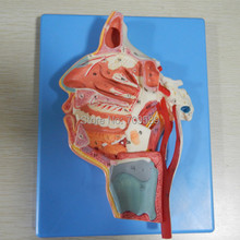 ISO Advanced Head Model, Mouth, Nose, Pharynx and larynx with Vessels and Nerves, Anatomy model 2024 - buy cheap