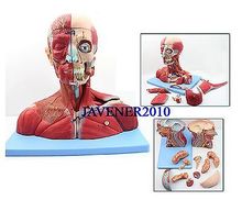 Modelo anatômico humano da cabeça e pescoço, seção mediana sagital do modelo médico 2024 - compre barato